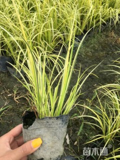 高度25厘米金叶石菖蒲
