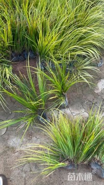 高度20厘米金叶石菖蒲