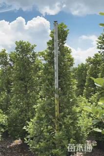 高度200厘米火山榕