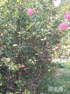 高度300厘米丛生紫薇