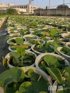 高度40厘米荷花