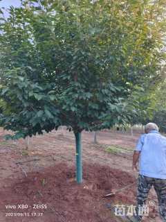 9公分染井吉野樱