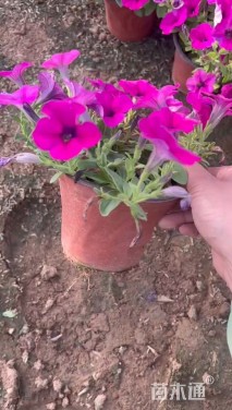 高度10厘米牵牛