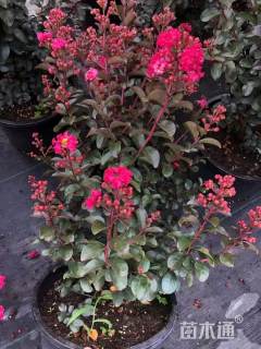 高度20厘米矮紫薇