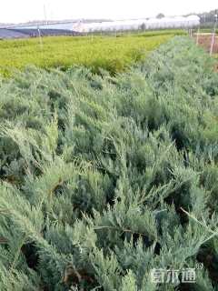 高度40厘米沙地柏