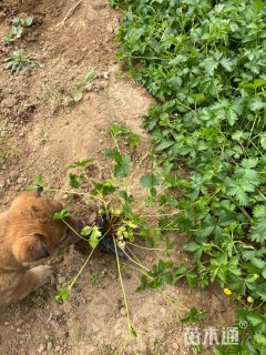 高度15厘米蛇莓