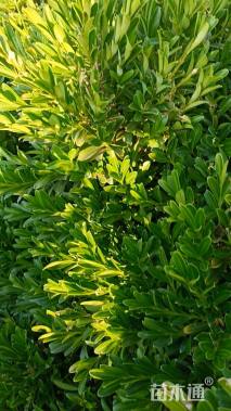高度60厘米雀舌黄杨