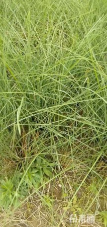 高度50厘米细叶芒