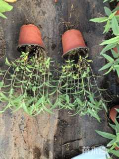 高度30厘米墨西哥鼠尾草