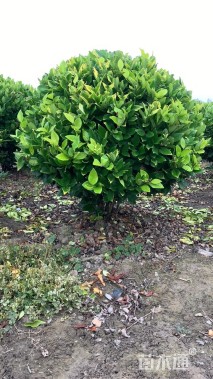 高度80厘米金森女贞