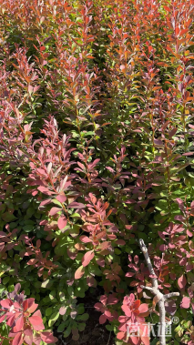 高度45厘米红叶小檗