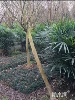 裸干高25厘米棕竹