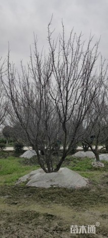 15公分熟货山杏树