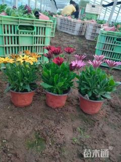 高度40厘米南非万寿菊