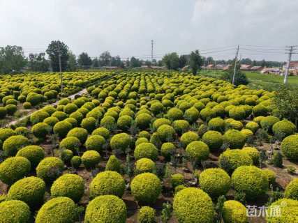 高度30厘米灌从石蚕
