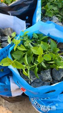 高度30厘米马缨丹