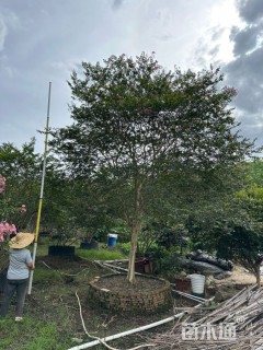 13公分小叶紫薇