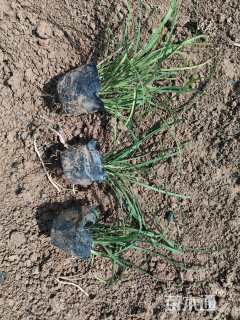 高度15厘米麦冬