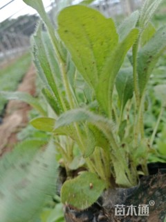高度16厘米黑心菊