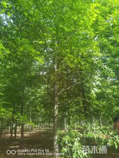 15公分北美红栎