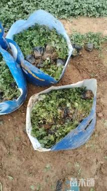 高度15厘米蛇莓