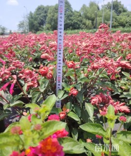 高度35厘米超级一串红