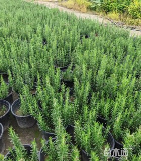 高度45厘米迷迭香