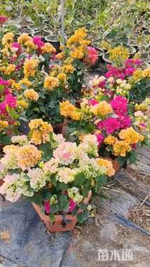 高度40厘米三角梅