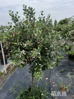 高度80厘米菲油果