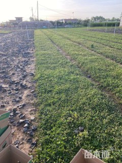 高度10厘米三叶委陵菜