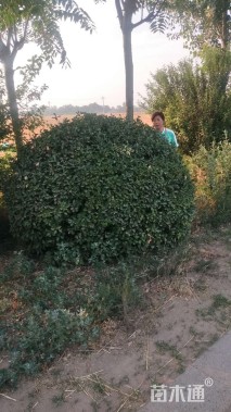 高度220厘米卫矛球