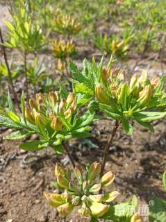 高度10厘米映山红