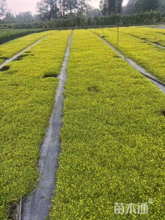 高度5厘米金莎蔓