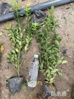 高度50厘米卫矛