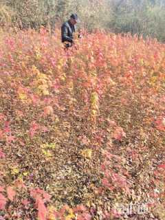 高度120厘米三角枫小苗