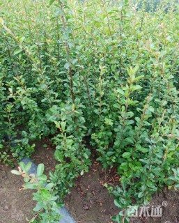 高度60厘米棣棠