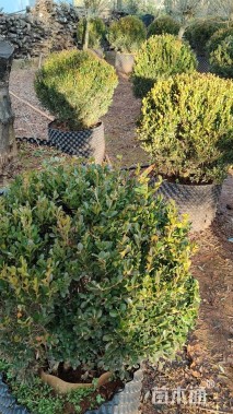 冠幅80厘米瓜子黄杨球