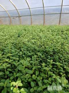 高度20厘米鼠尾草