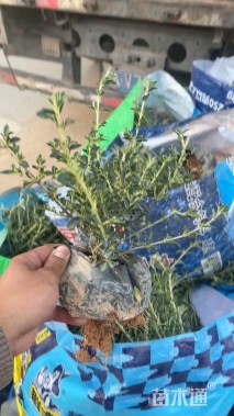 高度25厘米六月雪