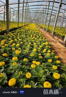 高度15厘米万寿菊