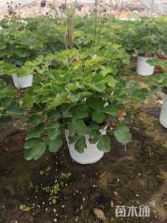 高度15厘米耧斗菜