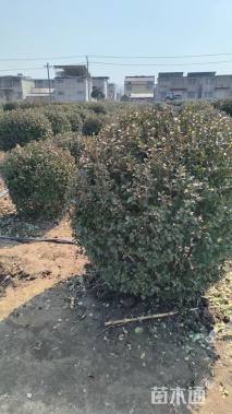 冠幅200厘米卫矛球