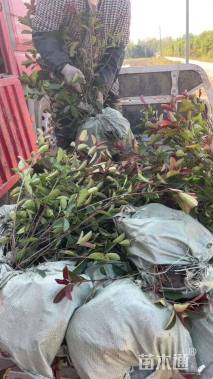 0.1公分红叶石楠