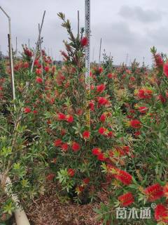 高度250厘米多花红千层
