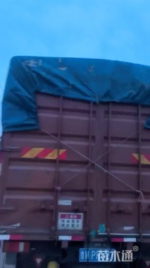 冠幅40厘米五色梅