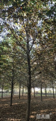 15公分沼生栎