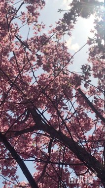 12公分日本早樱