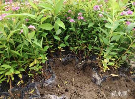 高度25厘米粉花绣线菊