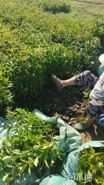 高度50厘米红王子锦带