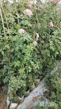 高度80厘米月季